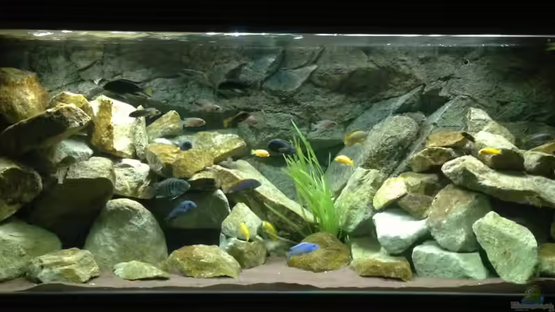 Technik im Aquarium Mbuna Rocks von Green Zebra (6)