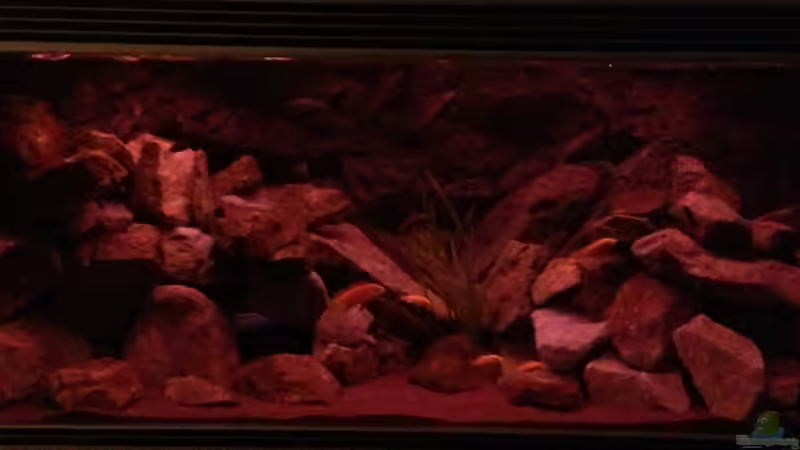 Technik im Aquarium Mbuna Rocks von Green Zebra (8)
