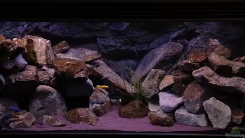 Technik im Aquarium Mbuna Rocks von Green Zebra (9)