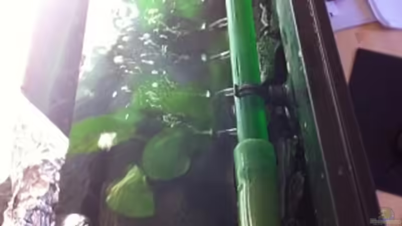 Technik im Aquarium Meckel´s Malawi Tank von Meckel (20)