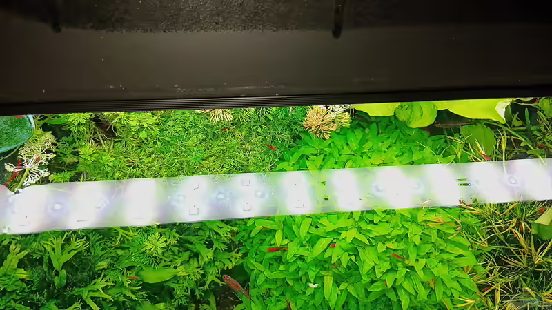 Technik im Aquarium mein kleines Amazonas Scape von odin 68 (146)