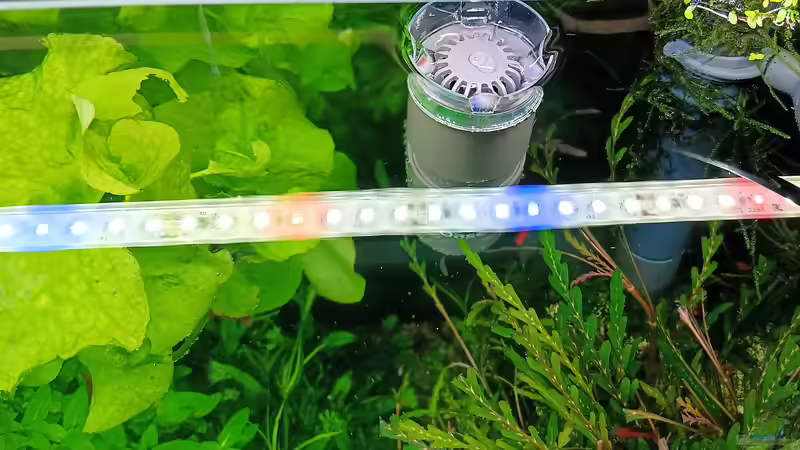 Technik im Aquarium mein kleines Amazonas Scape von odin 68 (150)