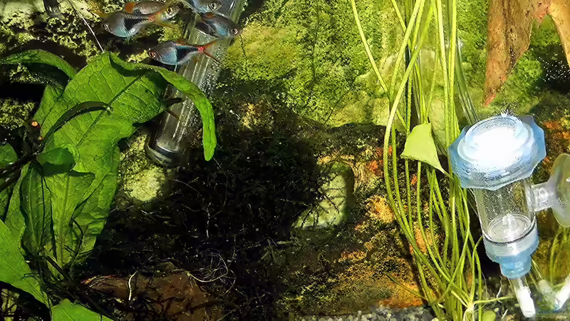 Technik im Aquarium mein kleines Asien Becken von odin 68 (114)