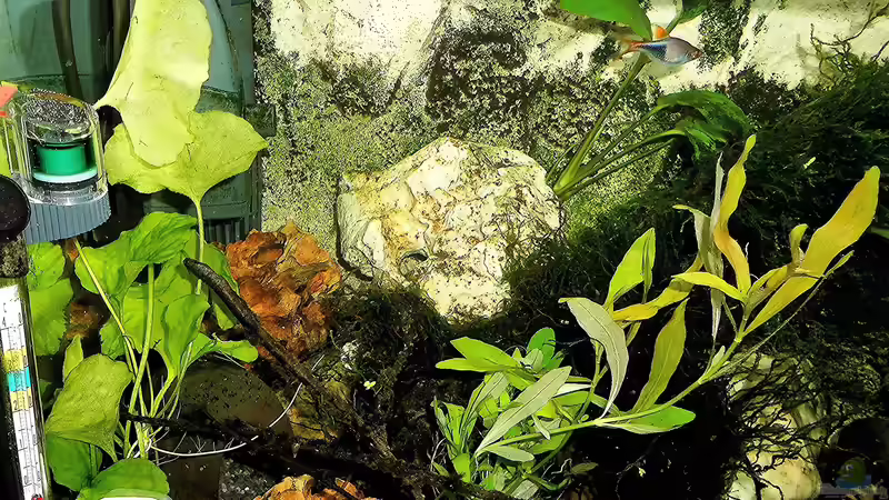 Technik im Aquarium mein kleines Asien Becken von odin 68 (115)
