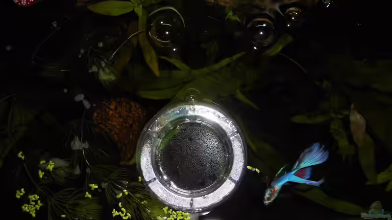 Technik im Aquarium mein kleines Garnelen Becken (aufgelöst) von odin 68 (59)