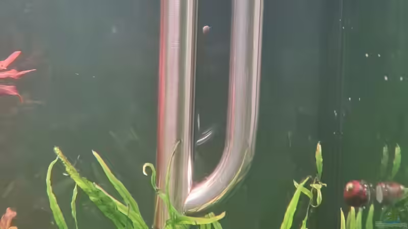 Technik im Aquarium Mein liebster 270 Liter Bauklotz ! von Dirk Korsten (8)