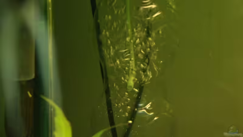 Technik im Aquarium Mein Schatz von AndyK (9)