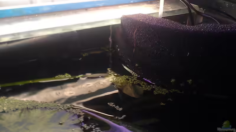 Technik im Aquarium Mein Südamerikatraum ) von Tobi L. (23)