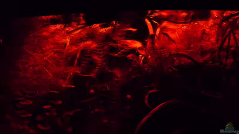 Technik im Aquarium Micro-Dschungel von Steffen S. (15)