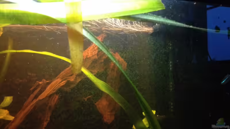 Technik im Aquarium Mr. Rabaut&#039;s Erben(existiert so nicht mehr) von der Steirer (45)