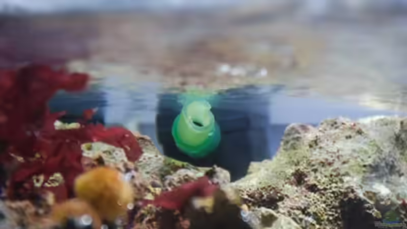 Technik im Aquarium MW Würfel WZ von Cichlid Power (26)