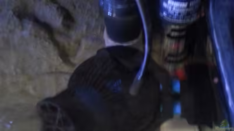 Technik im Aquarium My second Malawi basin existiert nicht mehr von Vision (15)