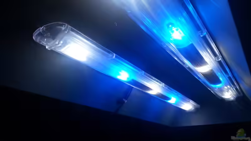 Technik im Aquarium My second Malawi basin existiert nicht mehr von Vision (16)