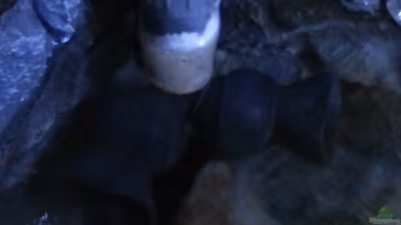 Technik im Aquarium My second Malawi basin existiert nicht mehr von Vision (18)