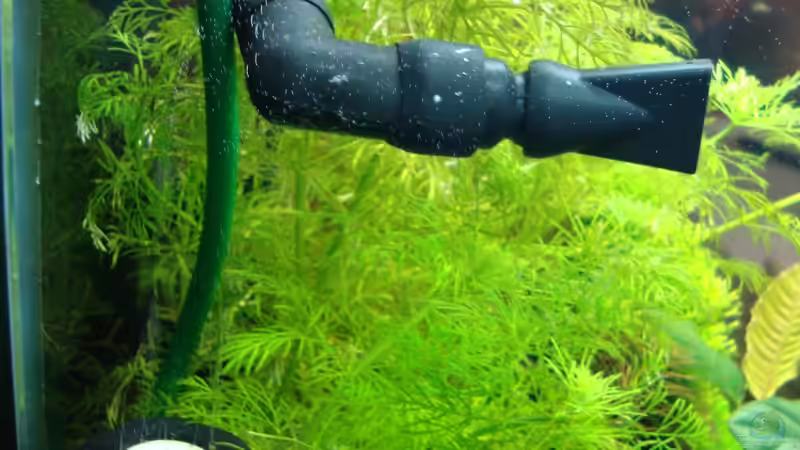 Technik im Aquarium Nano Cube 60 Liter von Christoph Luz (32)