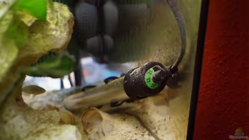 Technik im Aquarium Neolamprologus Multifasciatus von Raphi (11)