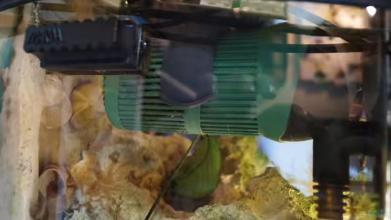 Technik im Aquarium Neolamprologus Multifasciatus von Raphi (12)