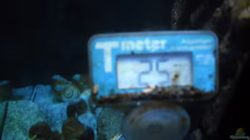 Technik im Aquarium Neolamprologus multifasciatus von Vision (17)