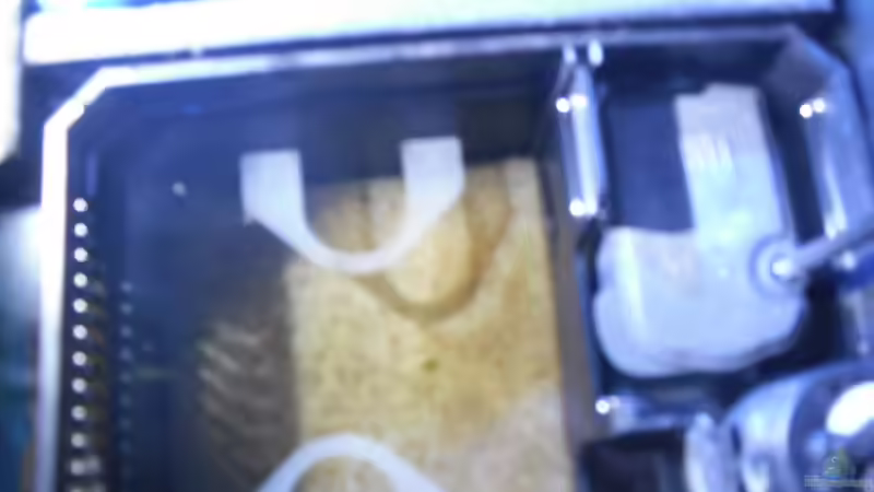 Technik im Aquarium Neolamprologus multifasciatus von Vision (18)