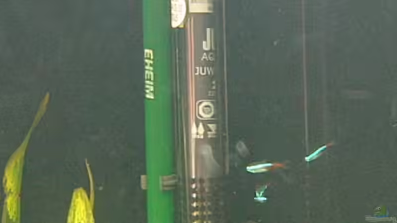 Technik im Aquarium Nilkugelfisch-Artbecken von Christina Studt (4)