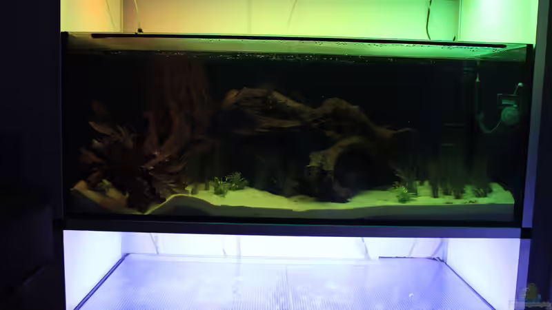 Technik im Aquarium Panaqolus Heaven von maxheadroom (83)