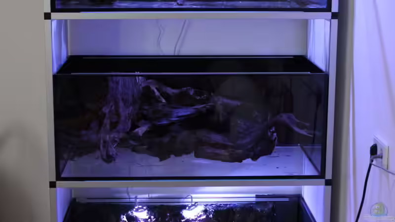 Technik im Aquarium Panaqolus Heaven von maxheadroom (90)