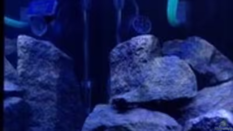 Technik im Aquarium Patrick 1st one... von Pa Mi (4)