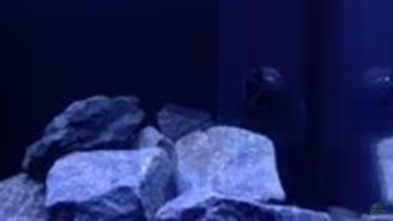 Technik im Aquarium Patrick 1st one... von Pa Mi (7)