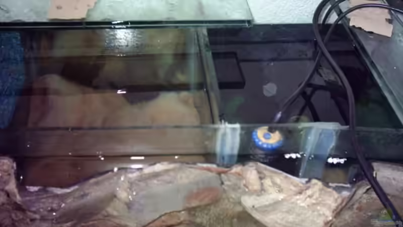 Technik im Aquarium Predatory characins (aufgelöst) von Jürgen Herb (6)