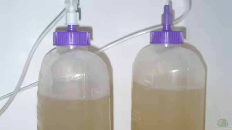 Technik im Aquarium Prinzessin Lillyfish von Fredo Fuss (32)