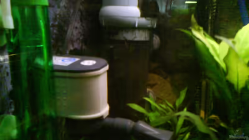 Technik im Aquarium Radargarnelen von Bart Simpson (12)