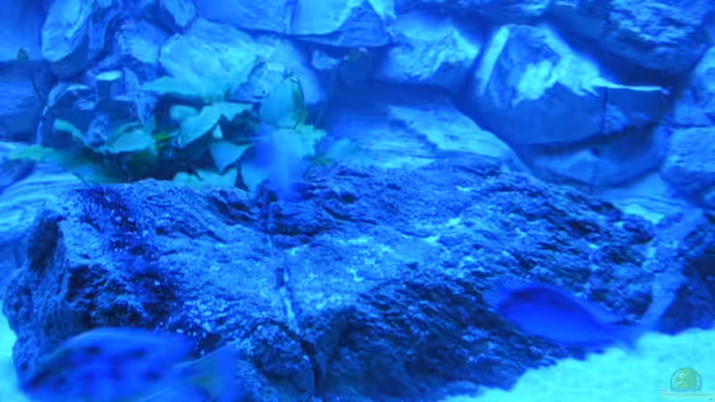 Technik im Aquarium Räuber aus dem Werder.... ähmm Malawisee von Wesermalawi (21)