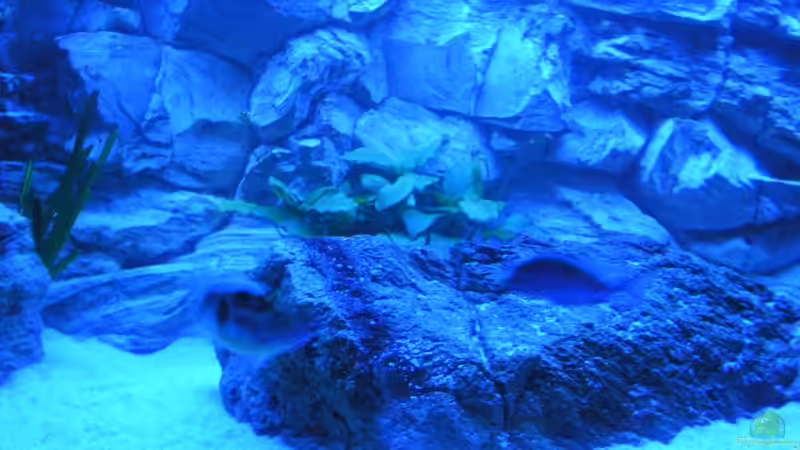 Technik im Aquarium Räuber aus dem Werder.... ähmm Malawisee von Wesermalawi (22)