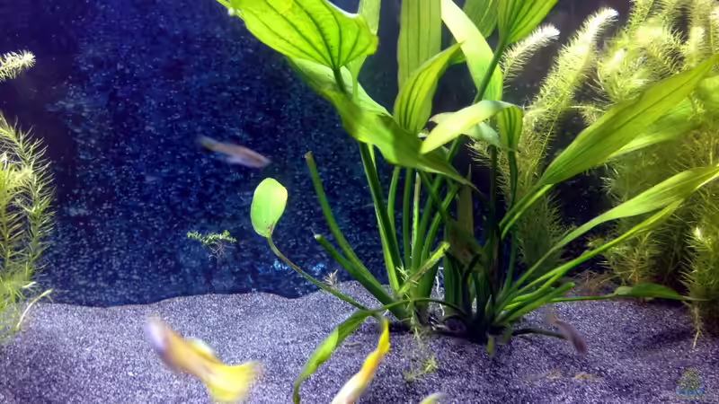 Technik im Aquarium Rainbow Cobra von vanHouten (3)