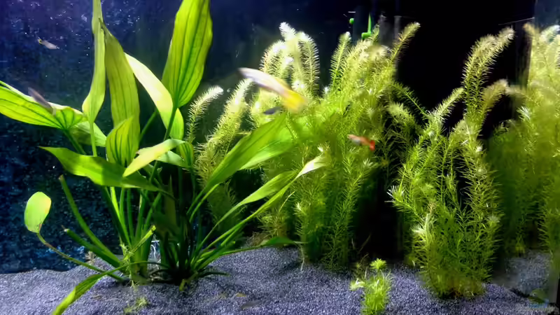 Technik im Aquarium Rainbow Cobra von vanHouten (4)