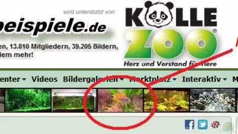 Technik im Aquarium Red Stones von Die Juli (53)