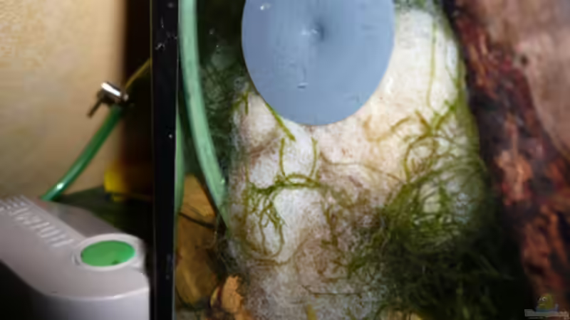 Technik im Aquarium RF von Cichlid Power (11)