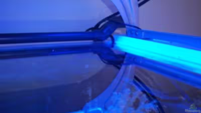 Technik im Aquarium Rundbogenglasaquarium von Jürgen Stapf (28)