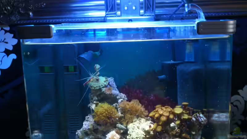 Technik im Aquarium Salzwasser Würfel von Dirk Pfeifer (29)