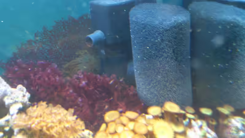 Technik im Aquarium Salzwasser Würfel von Dirk Pfeifer (30)