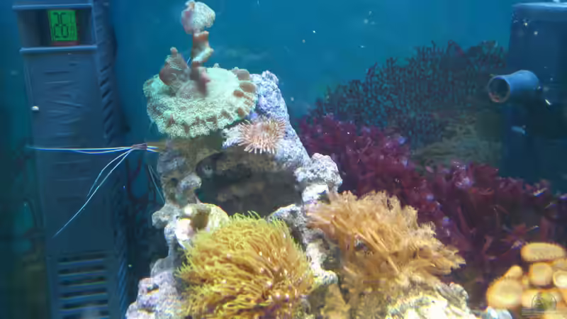 Technik im Aquarium Salzwasser Würfel von Dirk Pfeifer (31)