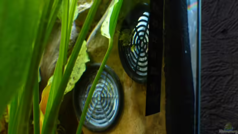 Technik im Aquarium S&amp;N 3 Vision 260 Liter Südamerika Becken von Stefan Runke (26)