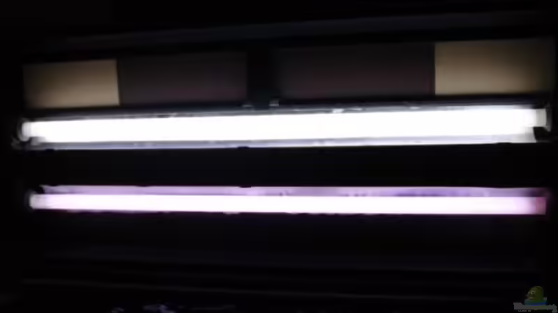 Technik im Aquarium Snake skin Endler Aquarium von Lukas Szewczyk (7)