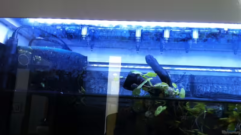 Technik im Aquarium South Amerika from South Tyrol von basSman (12)