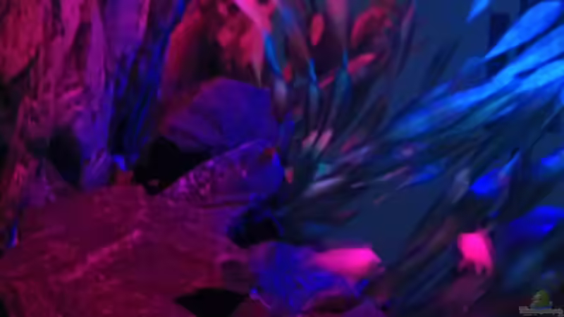 Technik im Aquarium Stone edge von lohmi_5 (12)