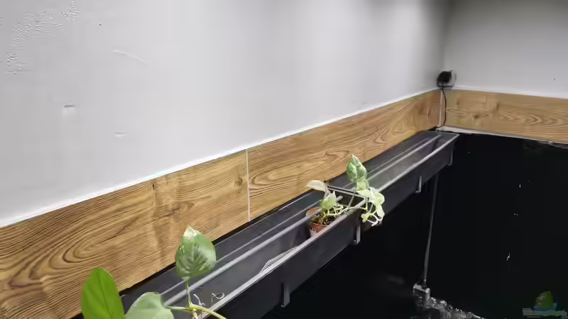 Technik im Aquarium Südamerika 4.0 von Thomas Michel (65)