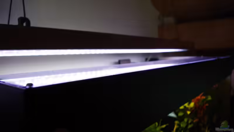 Technik im Aquarium Südamerika Gesellschaftsbecken 31372 von Dahoimbocha (11)