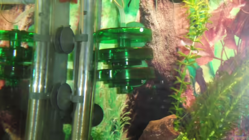 Technik im Aquarium Südamerika Rechteck Becken von Nancy Ettlich (7)