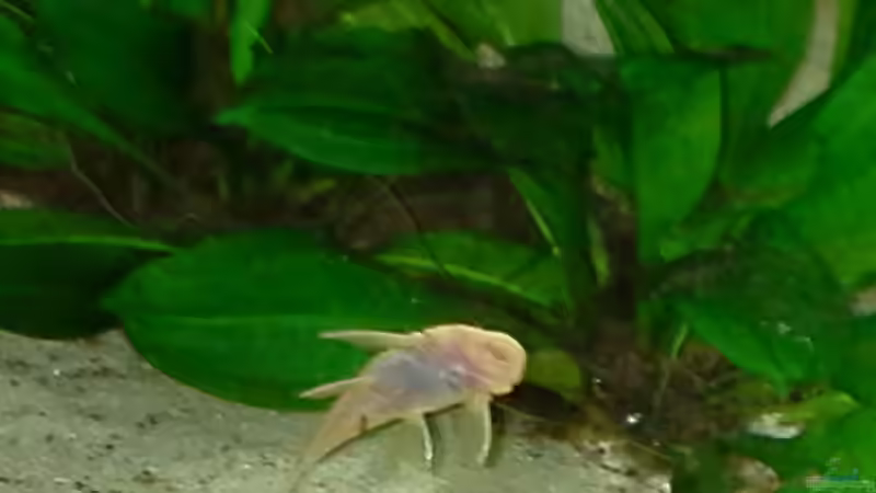 Technik im Aquarium suedamerika von Michael Bodem (31)