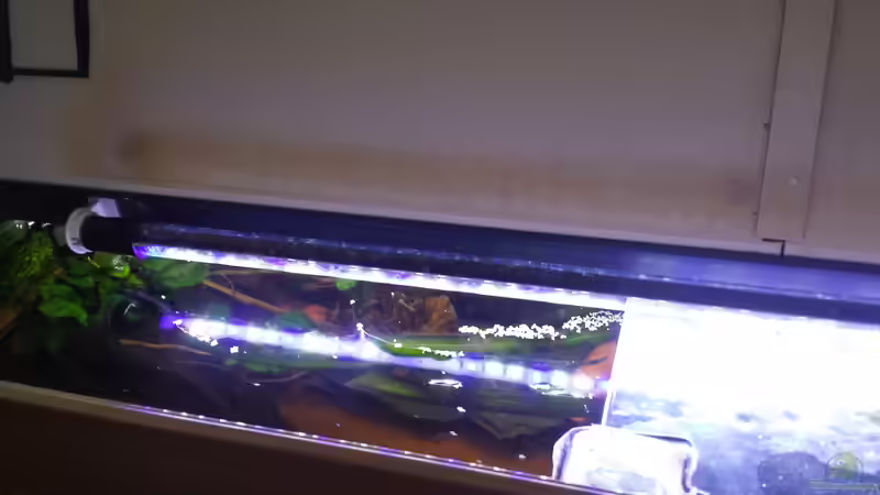 Technik im Aquarium Südamerika Zebra Gesellschaftsbeken von Fischflüsterer (9)